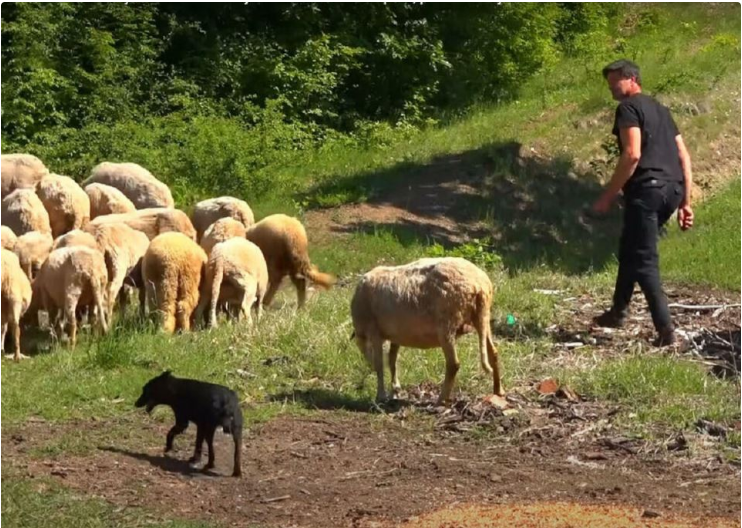 Read more about the article Majka platila snajku iz inostranstva, a ono što se desilo posle šokiralo celo selo: „U tom trenutku sam znala da smo prevareni!“